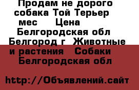 Продам не дорого  собака Той Терьер 10 мес.  › Цена ­ 3 000 - Белгородская обл., Белгород г. Животные и растения » Собаки   . Белгородская обл.